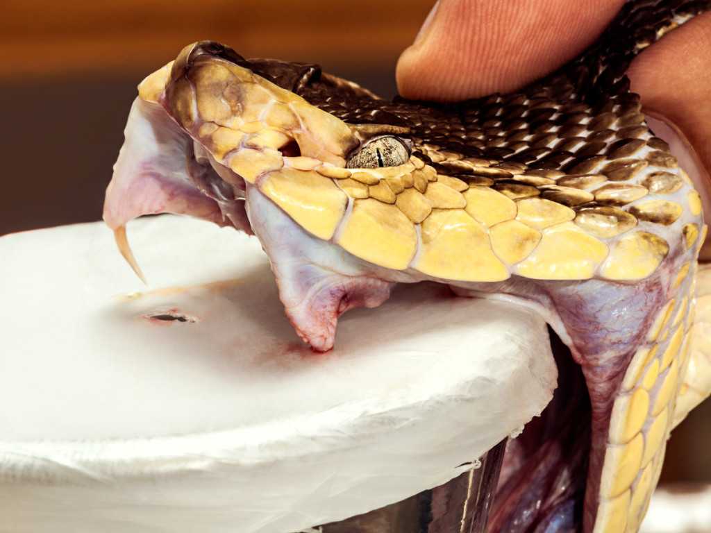 Мазь со змеиным ядом для суставов: список препаратов, применение | мрикрнц.рф