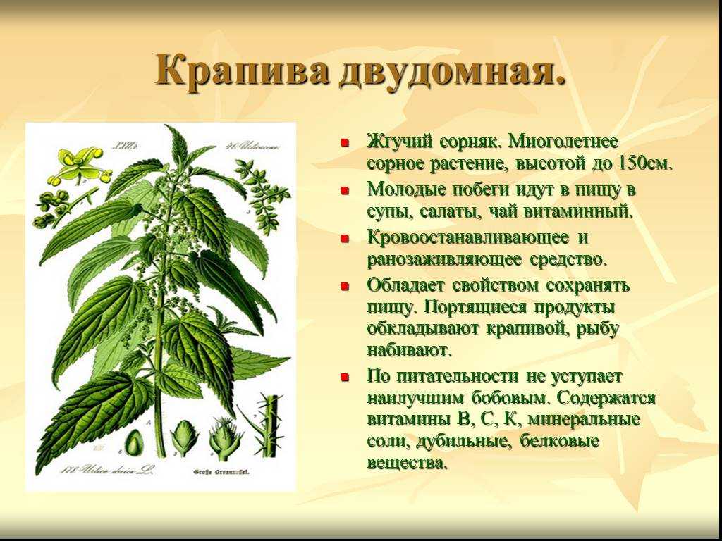 Лекарственное растение хна: состав, свойства и применение