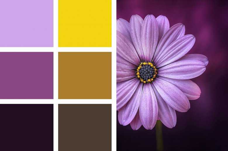 Сочетание фиолетового цвета в таблице. фото | lookcolor