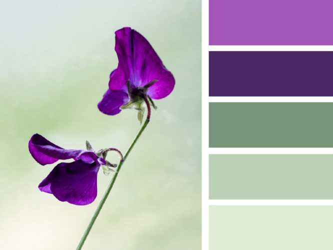 Что значит в психологии фиолетовый и сиреневый цвет для мужчин и женщин, тяга к цвету в интерьере | радуга